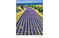 Nástěnný kalendář 2025 Kalendář Provence