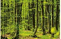 Nástěnný kalendář 2027 - Les