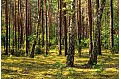 Nástěnný kalendář 2027 - Les