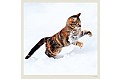 Nástěnný kalendář 2027 Helma - Cats