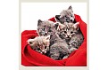 Nástěnný kalendář 2027 Helma - Cats
