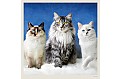 Nástěnný kalendář 2027 Helma - Cats