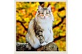 Nástěnný kalendář 2027 Helma - Cats