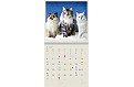 Nástěnný kalendář 2027 Helma - Cats