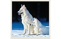 Nástěnný kalendář 2027 Helma - Dogs