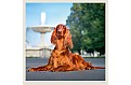 Nástěnný kalendář 2027 Helma - Dogs