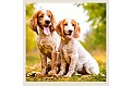 Nástěnný kalendář 2027 Helma - Dogs