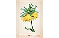 Nástěnný kalendář 2027 Helma - Herbarium