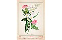 Nástěnný kalendář 2027 Helma - Herbarium