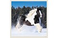 Nástěnný kalendář 2027 Helma - Horses