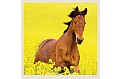 Nástěnný kalendář 2027 Helma - Horses