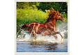 Nástěnný kalendář 2027 Helma - Horses