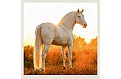 Nástěnný kalendář 2027 Helma - Horses