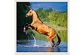 Nástěnný kalendář 2027 Helma - Horses