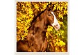 Nástěnný kalendář 2027 Helma - Horses