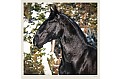 Nástěnný kalendář 2027 Helma - Horses