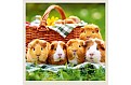 Nástěnný kalendář 2027 Helma - Little Fun