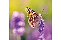 Nástěnný kalendář 2027 Helma - Provence - vázanka