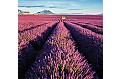 Nástěnný kalendář 2027 Helma - Provence - vázanka
