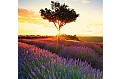 Nástěnný kalendář 2027 Helma - Provence - vázanka