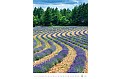 Nástěnný kalendář 2027 Helma - Provence
