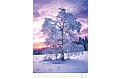 Nástěnný kalendář 2027 Helma - Stromy