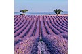 Nástěnný kalendář 2027 NOTIQUE - Provence, 30 x 30 cm